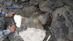 70 millió éves őskövületet találtak Alaszkában