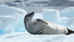 Hűsöljünk! 8 tény, amit nem tudtál az Antarktiszról