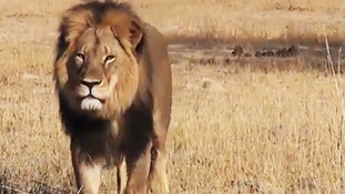 Össztűz az amerikai fogorvosra, aki megölte Zimbabwe kedvenc oroszlánját