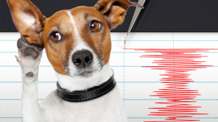 Hivatásos földrengés-figyelők lesznek az állatok Kínában
