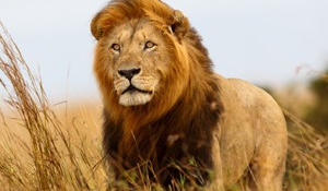 Megölték Zimbabwe leghíresebb oroszlánját