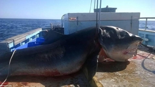 Hatalmas vérszomjas cápát fogtak ki Ausztráliában