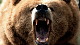 Embert ölt a Grizzly medve a Yellowstone Nemzeti Parkban