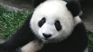 Terhességet színlelt egy panda – kényeztetésre vágyott