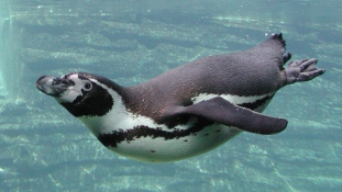 Az internet legbékésebb üldözéses videója Peruból, pingvinnel