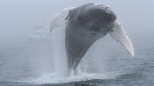 Repülő púpos bálna, hihetetlen videón