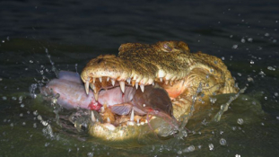 Vérszomjas krokodilok Mozambikban