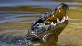 Krokodil támadt egy ötéves fiúra Costa Ricán, anyja mentette meg