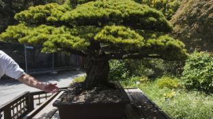 A 390 éves bonsai túlélte a hirosimai atomtámadást