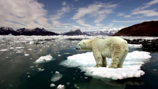 Mi lesz a jegesmedvékkel, ha elolvad a jég?