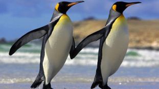 Itt a monogámia titka – a pingvinek megfejtették