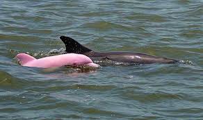 Örömhír: Terhes lehet Pinky, a rózsaszín delfin