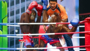 Brutális: orángutánok püfölik egymást a ringben