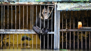 Két lábon próbálják túlélni az áradást a ketrecükben rekedt orosz medvék