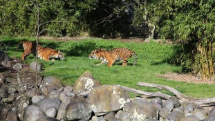 Izraeli tigris gyilkolt Új-Zélandon