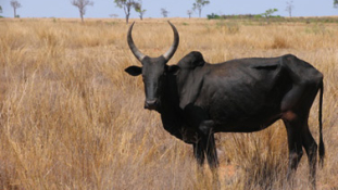 Kitőrt a zebuháború Madagaszkáron