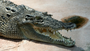 Krokodilok szabadultak ki egy frarmról