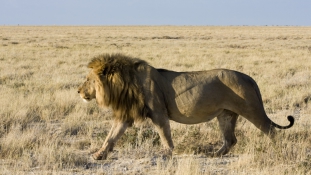 Nagyon fogynak Afrikában az oroszlánok