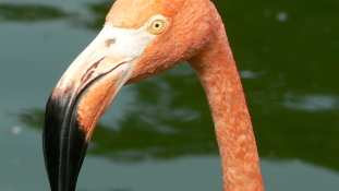 Flamingóraj tévedt Szibériába
