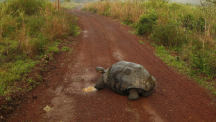 Új óriásteknősfajt azonosítottak a Galápagos-szigeteken