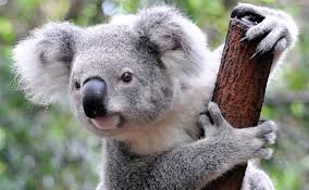 A kis koala gondolt egyet, és megölelte az őt filmező operatőrt (videóval)