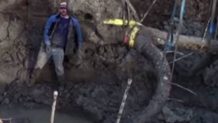 Mamutot találtak egy szójaültetvényen (videóval)