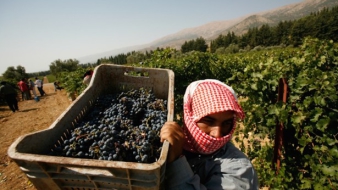 A világ legveszélyesebb bora – szüret Szíriában