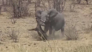 Így nyársalja fel áldozatát egy elefánt (videó)