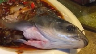 Bizarr kaja: életre kelt a megfőtt hal (videóval)