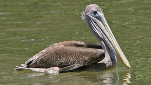 Arab-zsidó pelikánakció