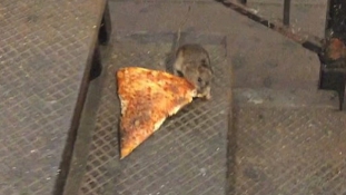 New York megelégelte, hogy egy pizzát cipelő patkány a legnagyobb sztárja
