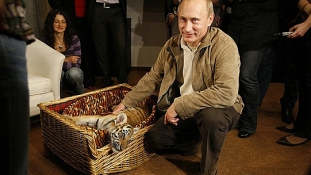 Szexikon és fenevad: szülinapi ajándékok Putyinnak