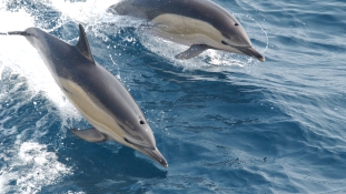 Ismét öngyilkosok lettek a delfinek
