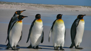 Forradalmasíthatják a légi közlekedést a pingvinek