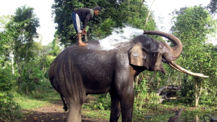 Elefánt-tűzoltókat vetettek be Indonéziában