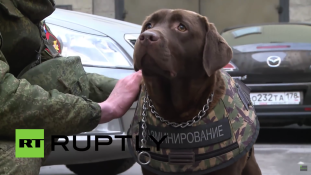 Golyóálló mellényt kapnak az orosz rendőrkutyák (videóval)