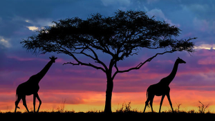 A csodás Afrika – nemzeti parkok, humor, átélt drámai történetek