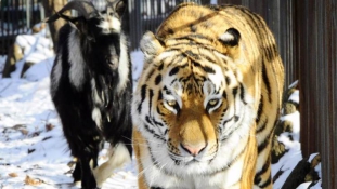 Összebarátkozott ebédjével a szibériai tigris (videóval)
