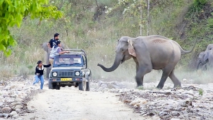 Egy falunyi embert ölnek meg Indiában az elefántok