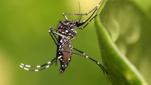 Első halálos áldozatát követelte a Zika vírus Brazíliában