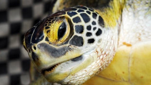 Új biztonsági fejlesztések – a teknősöknek?