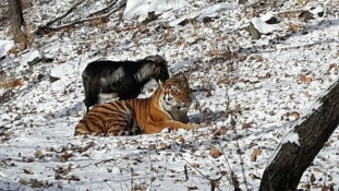 Nemcsak Amur és Timur: szokatlan barátságok az állatvilágban