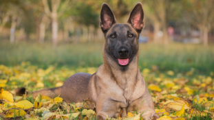 Nem csak Moszkvából kaptak kutyát a francia rendőrök