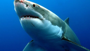 Újabb cápatámadás, térdig érő vízben