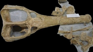 A Szaharánál találták meg a világ legnagyobb őskrokodilját