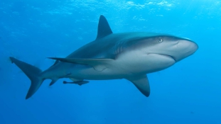 Megúszta a célpont az év első cápatámadását