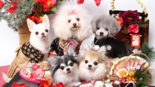 Köszöntsük az új évet kimonós kutyákkal