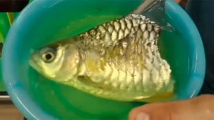 Hihetetlen  – hat hónapig élt egy félbevágott hal (videó)