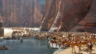 Guelta d’Archei oázis a Szaharában