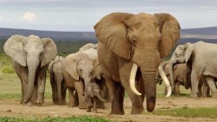 Cecilt lelőtték, az elefántokat eladják Kínának.. mi marad?